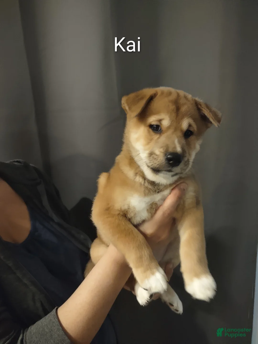 Shiba Inu dogs for sale: Kia - Ad 1
