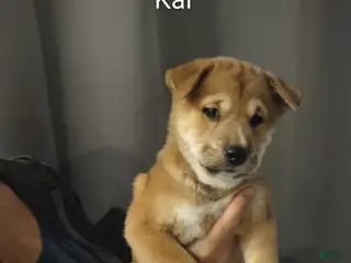 Shiba Inu dogs Kai - Ad 3