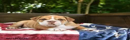 Olde English Bulldogge dogs for sale: Simbo - Ad 5