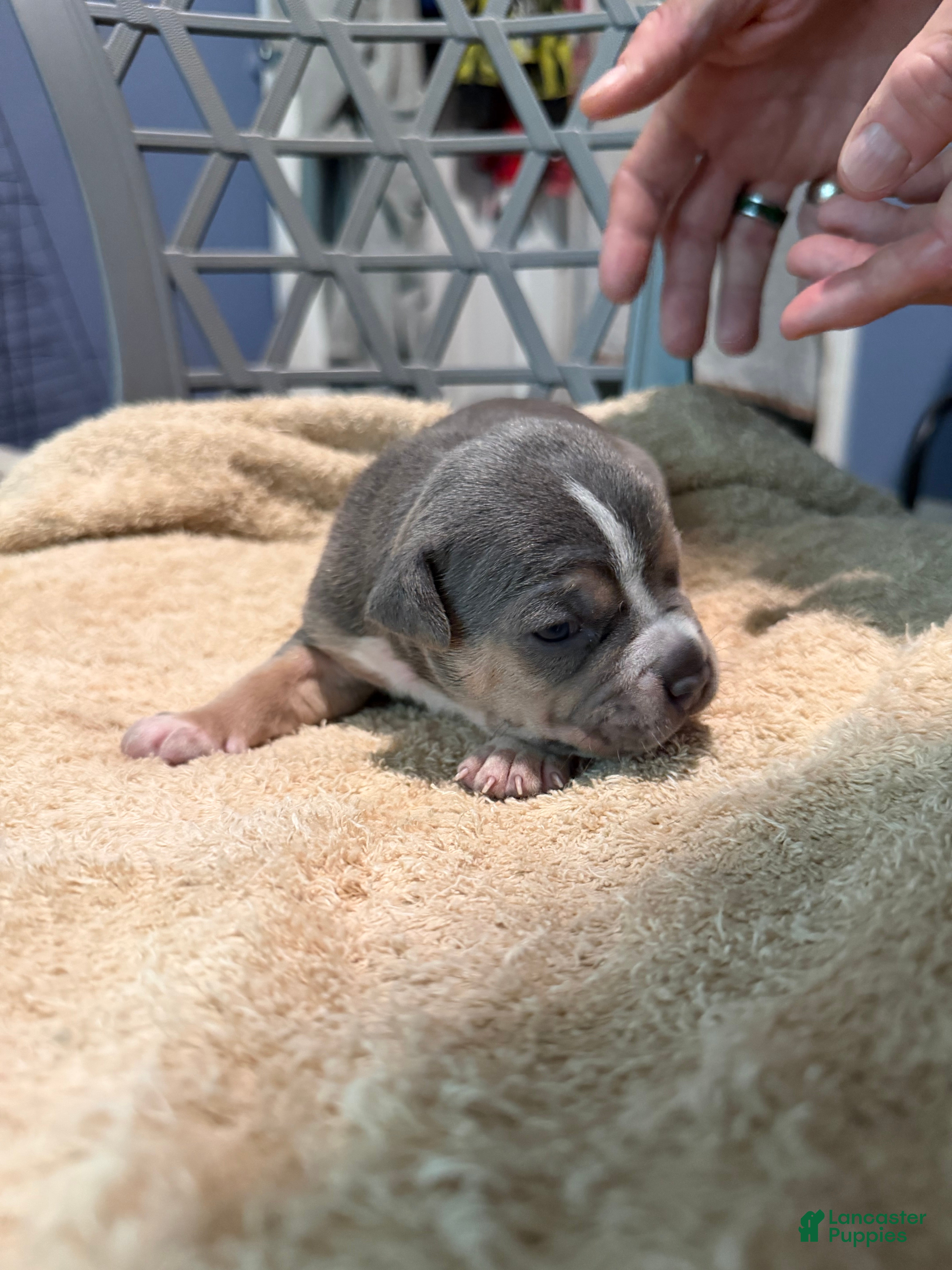 American Bully dogs for sale: Girl 1 - Ad 2
