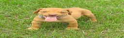 Rhodesian Ridgeback dogs for sale: Rhodesian Ridgeback 2 - Ad 1