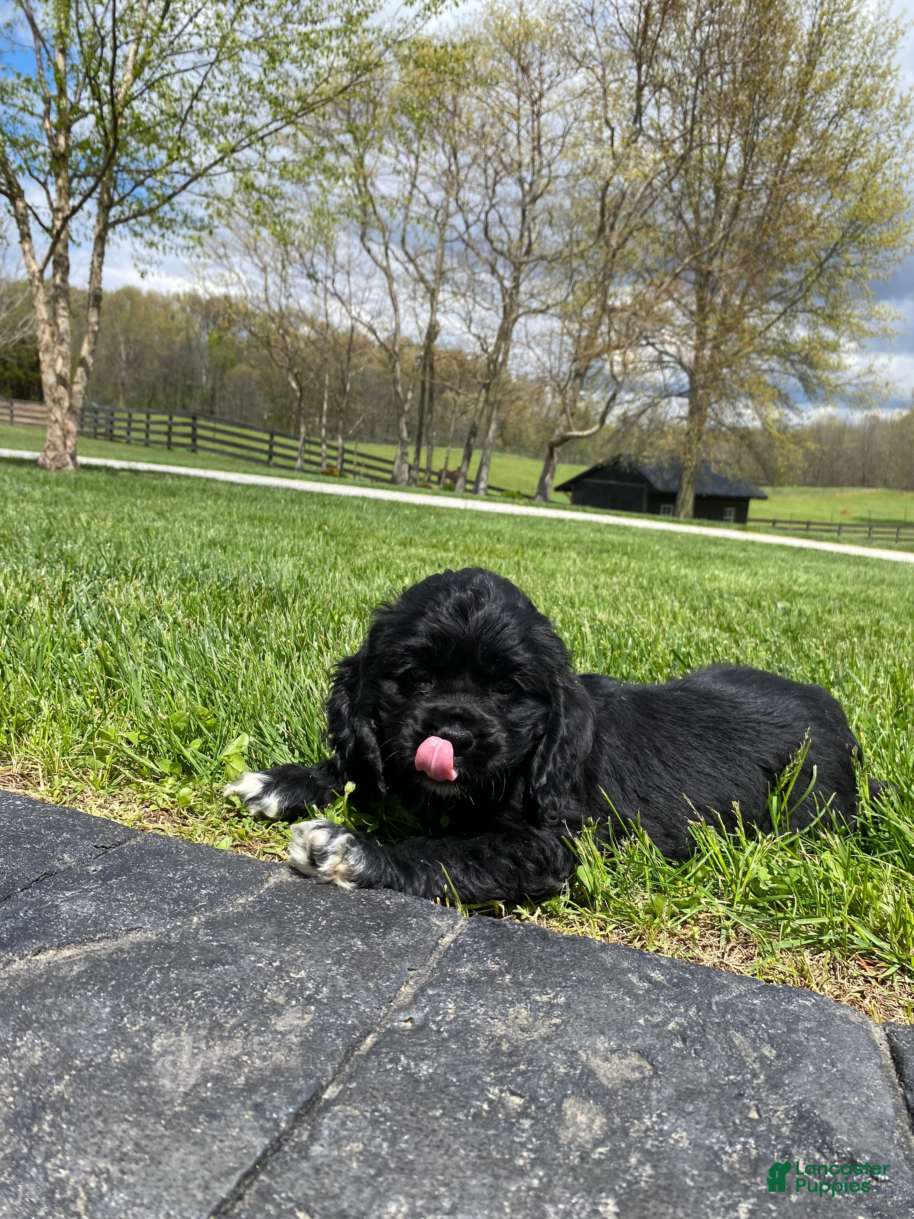Cocker Spaniel dogs Gabby - Ad 2