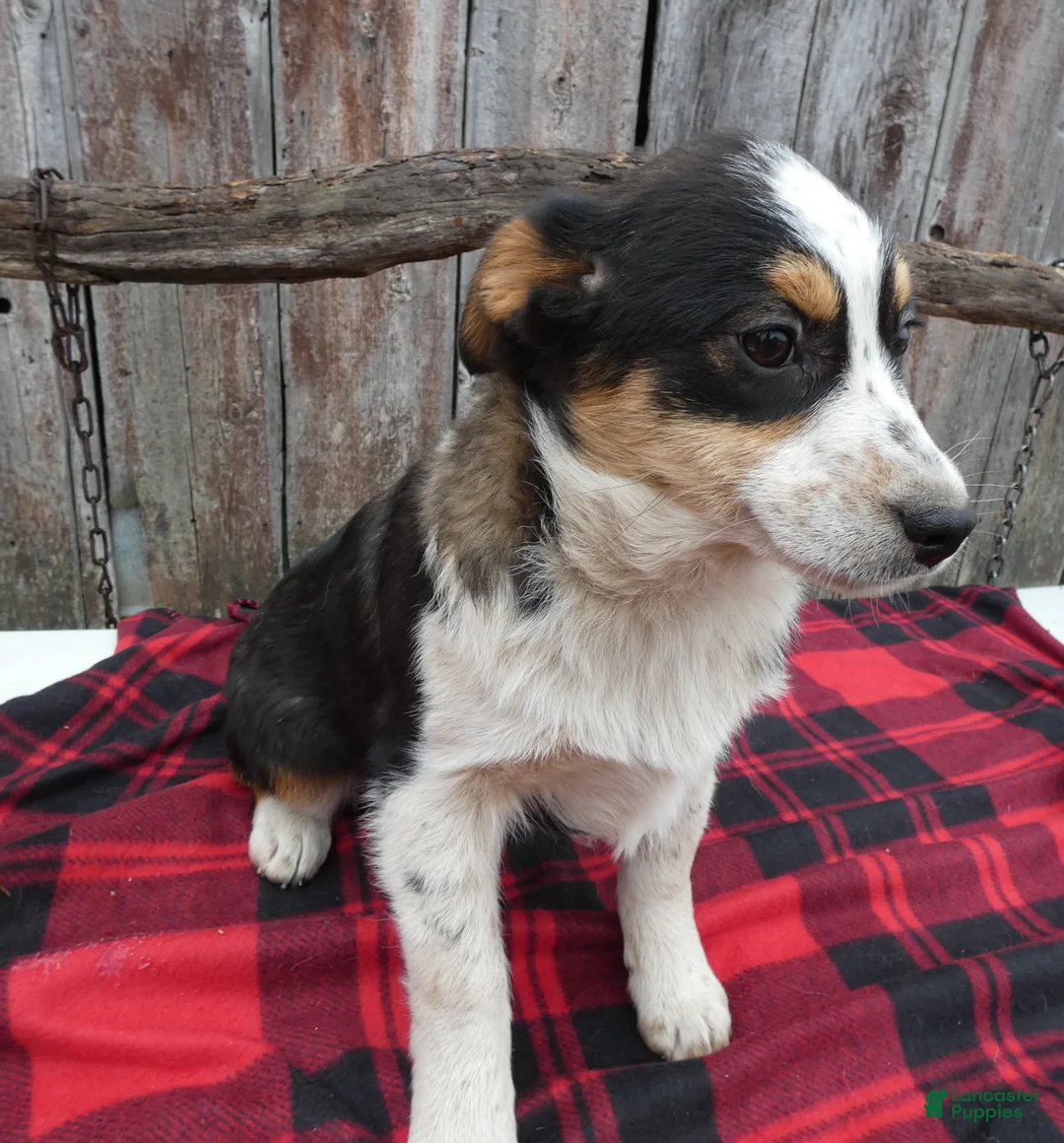 Mixed Breed dogs for sale: Mixed Breed Puppy 3 Macy - Ad 1