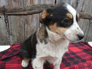 Mixed Breed dogs Mixed Breed Puppy 3 Macy - Ad 42