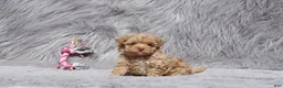 Havapoo dogs for sale: Zandra 🌷Toy Size - Ad 23