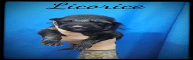Licorice