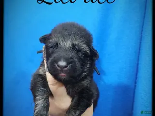 German Shepherd dogs Licorice - Ad 24