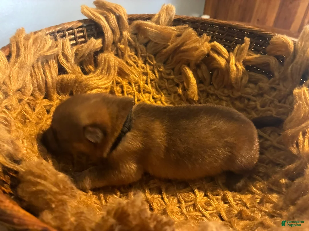 German Shepherd dogs for sale: Chestnut - Ad 3