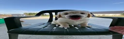 Golden Retriever dogs for sale: Gigi - Ad 14
