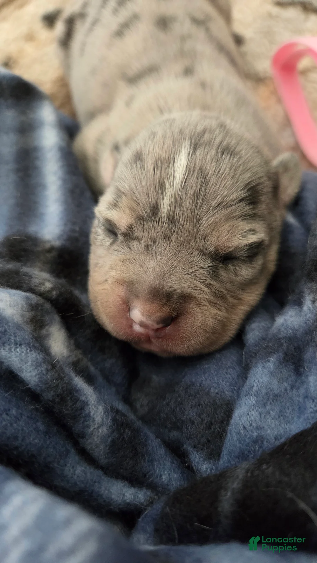 American Bulldog dogs for sale: Blue Merle Female (Pink) - Ad 2