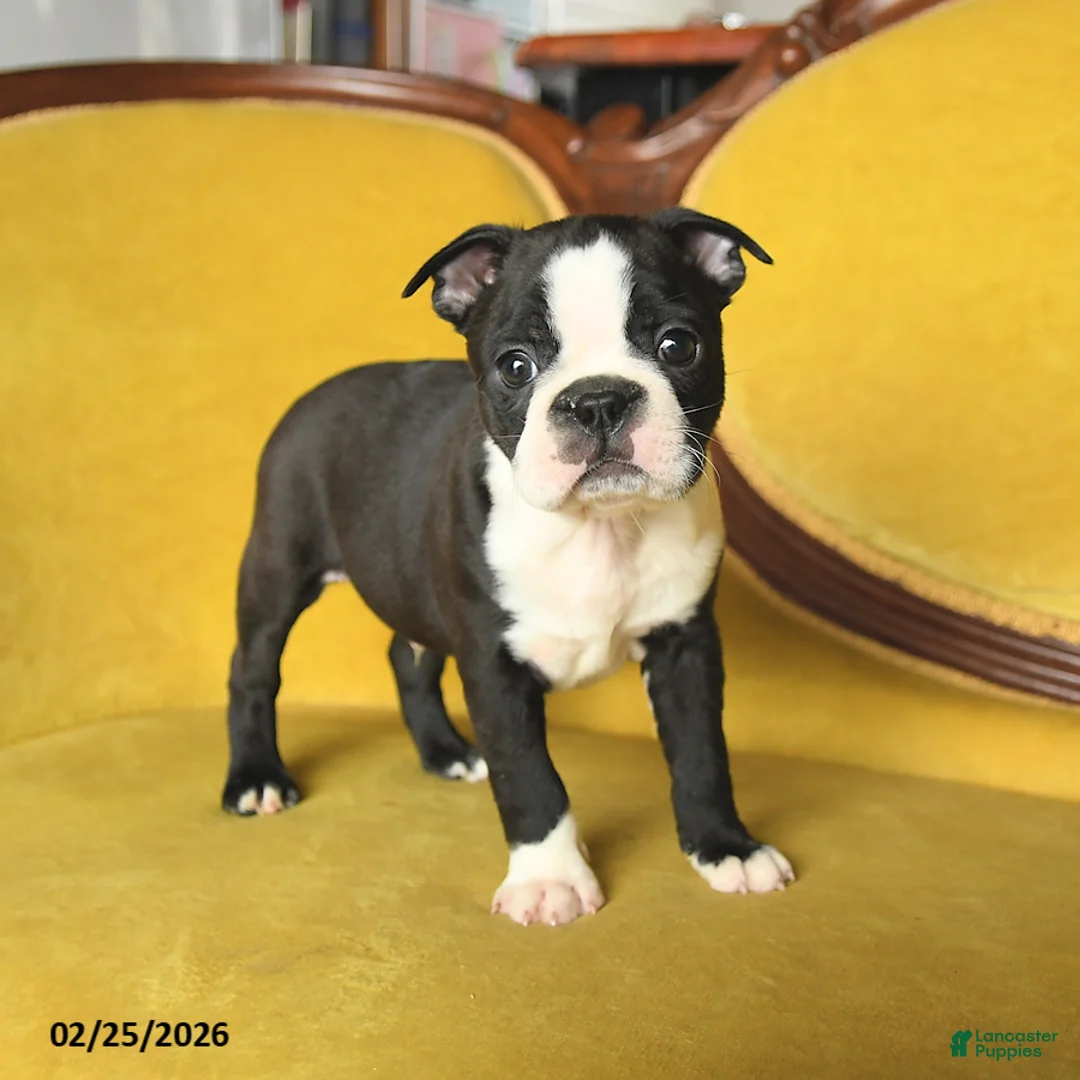 Boston Terrier dogs for sale: Skippy - Ad 5