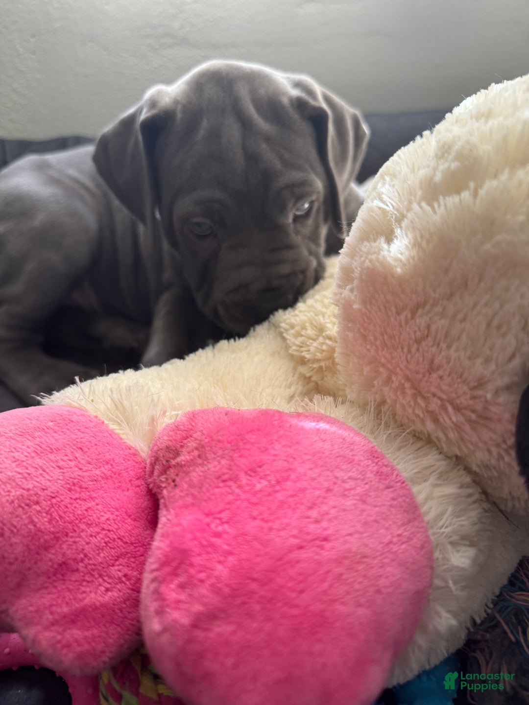 Cane Corso dogs for sale: Nero - Ad 2