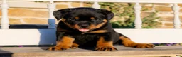 Rottweiler dogs for sale: Stetson - Ad 3