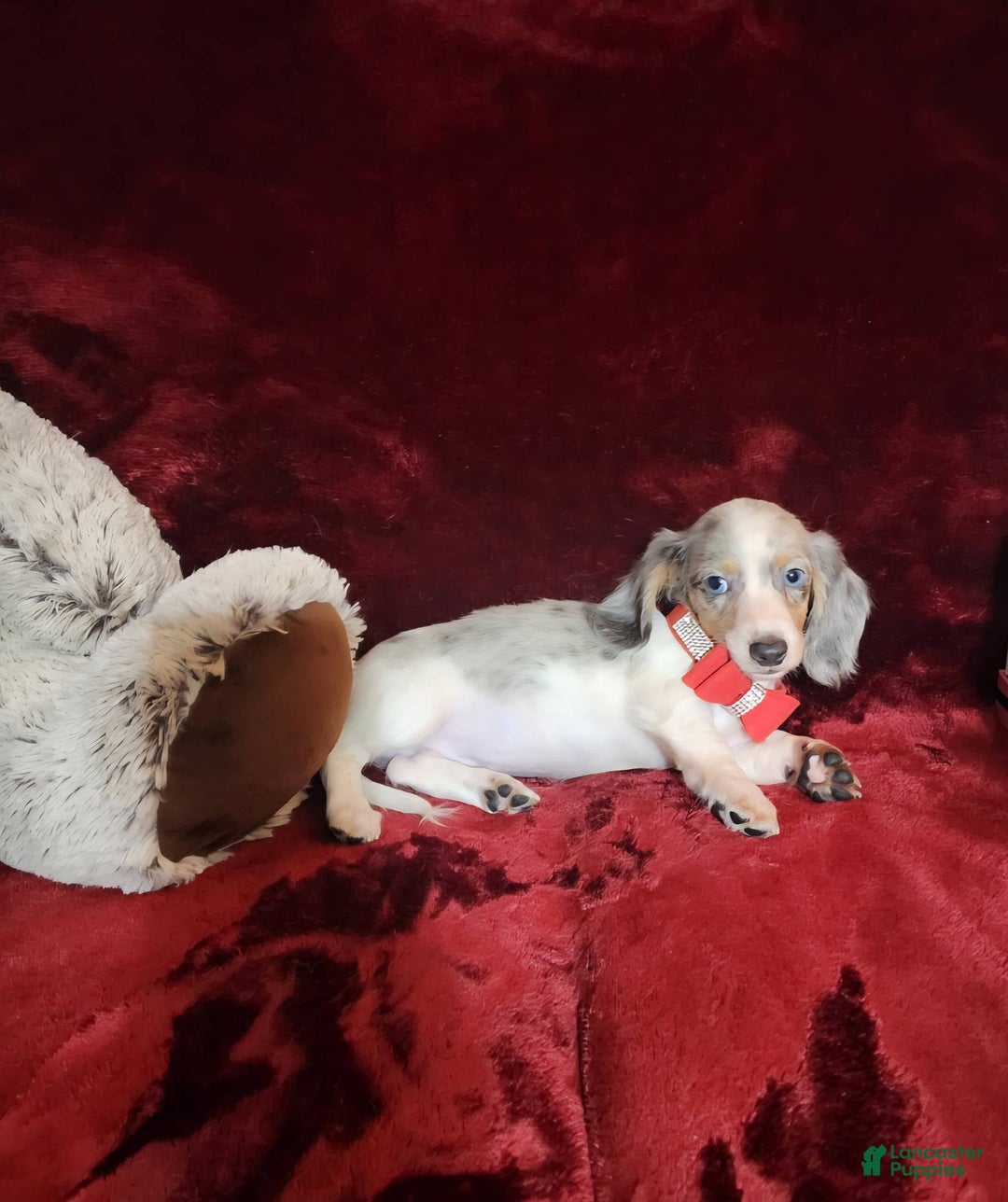 Miniature Dachshund dogs for sale: STORMY - Ad 2