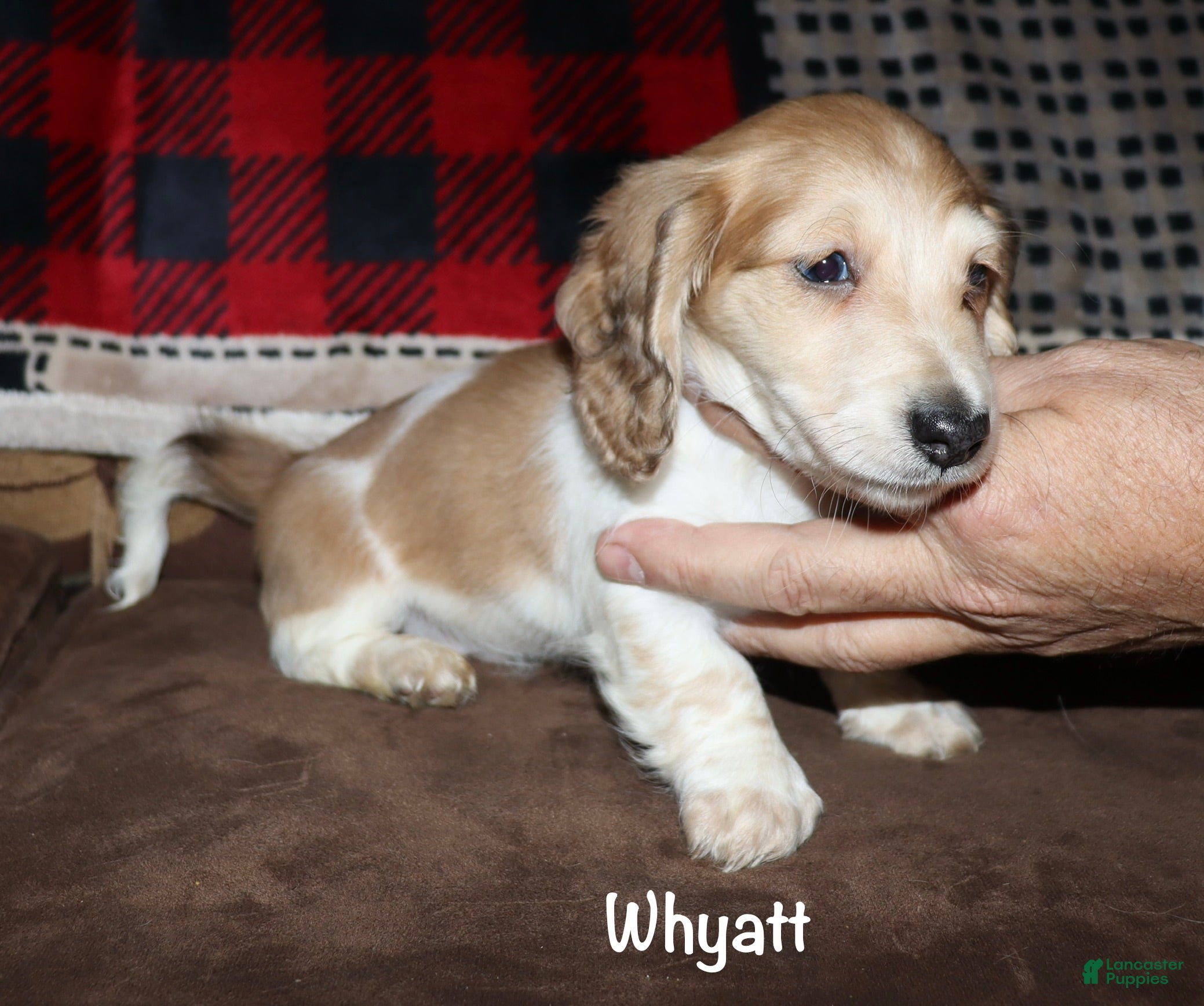 Miniature Dachshund dogs Whyatt - Ad 41