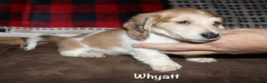 Whyatt