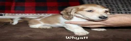 Miniature Dachshund dogs for sale: Whyatt - Ad 1