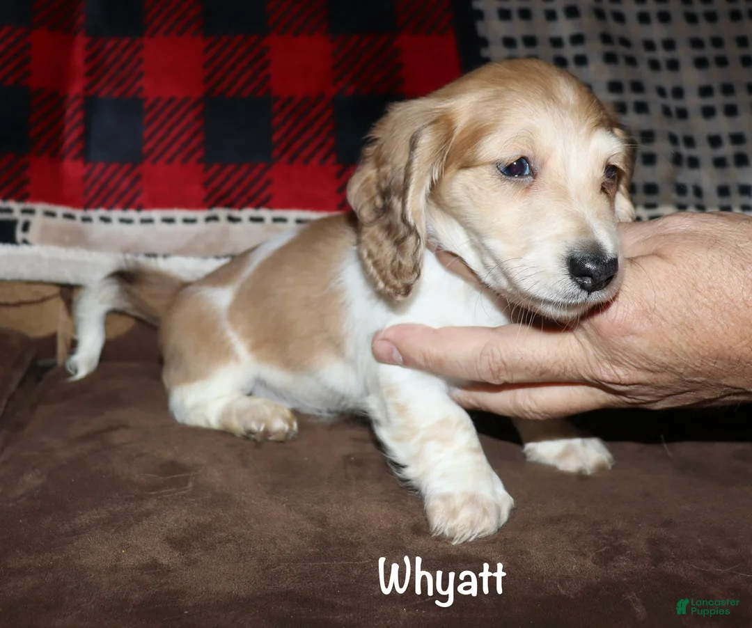 Miniature Dachshund dogs for sale: Whyatt - Ad 1