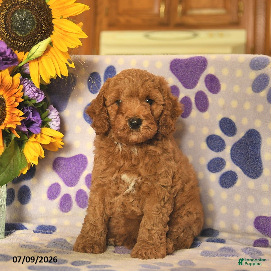 Cockapoo dogs Asher  - Ad 1