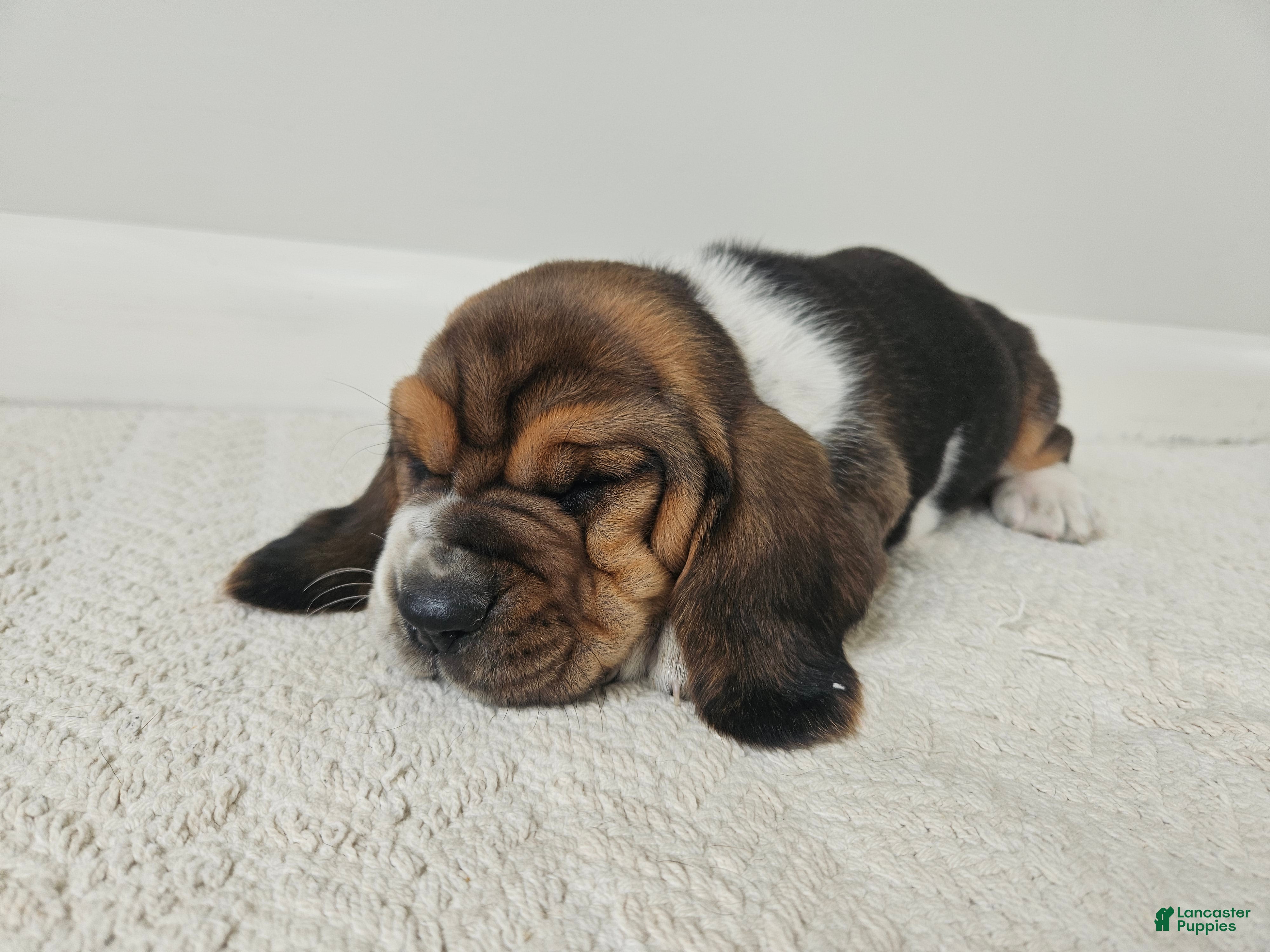 Basset Hound dogs Moose - Ad 2