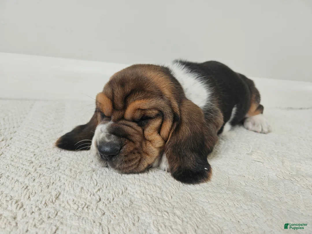 Basset Hound dogs for sale: Moose - Ad 2