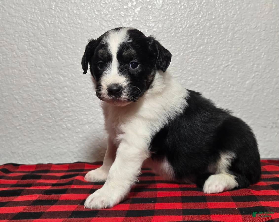 Mini Aussiedoodle dogs Rocky – Male (Tri-Color) - Ad 29
