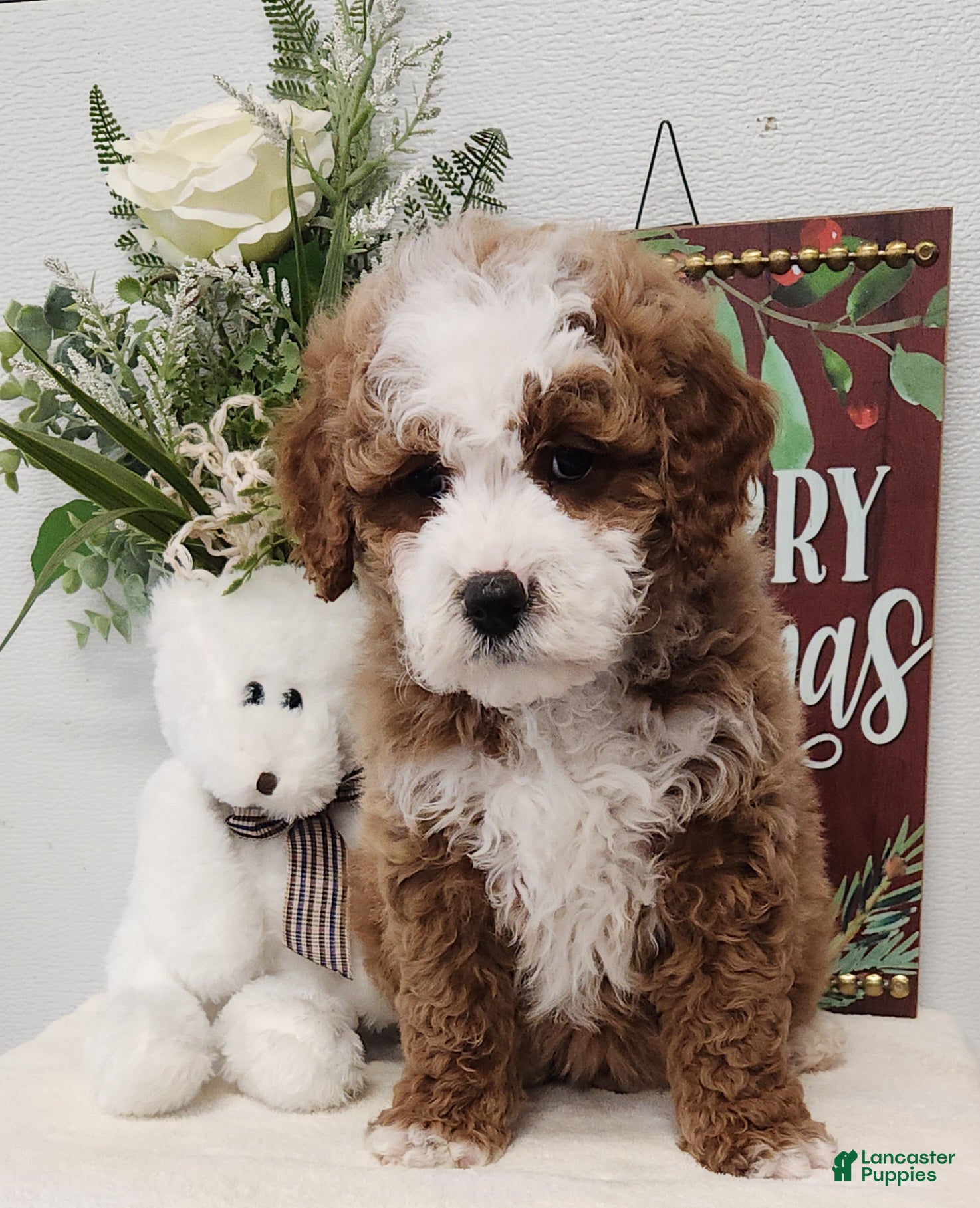 Mini Goldendoodle dogs Ford Mini Goldendoodle Puppy 4 - Ad 16