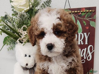 Mini Goldendoodle dogs Ford Mini Goldendoodle Puppy 4 - Ad 16