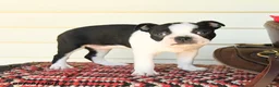 Boston Terrier dogs for sale: Sharie - Ad 2