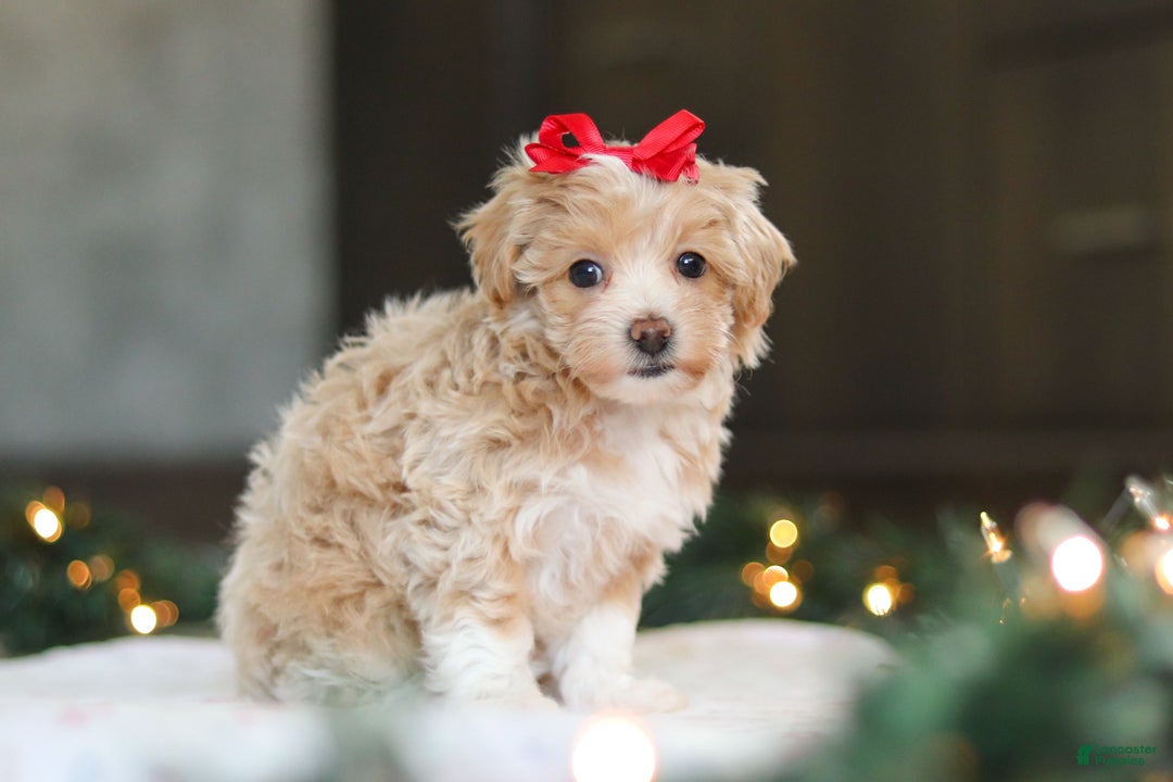 Havapoo dogs for sale: Dumpling - Ad 6