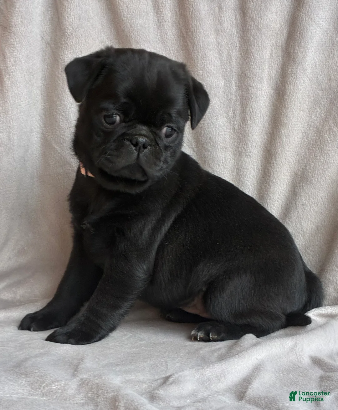 Pug dogs for sale:  Addie - Ad 2