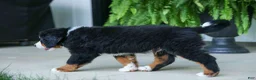 Bernese Mountain Dog dogs for sale: SPIKE - Ad 12
