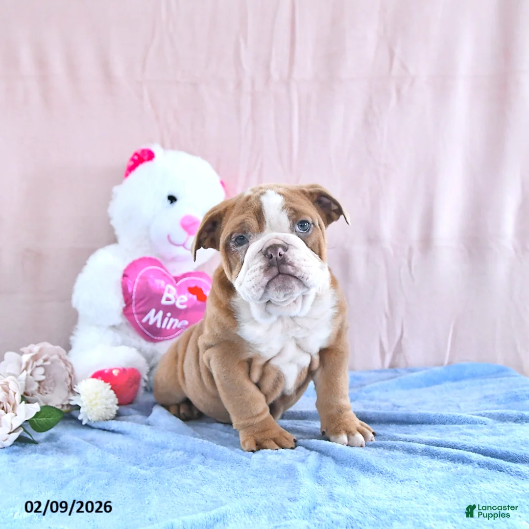 Mixed Breed dogs for sale: Ruby - Ad 3