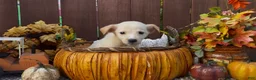 Labrador Retriever dogs for sale: Labrador Retriever 3 - Ad 5