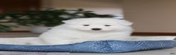 Samoyed dogs for sale: Hank - Ad 11