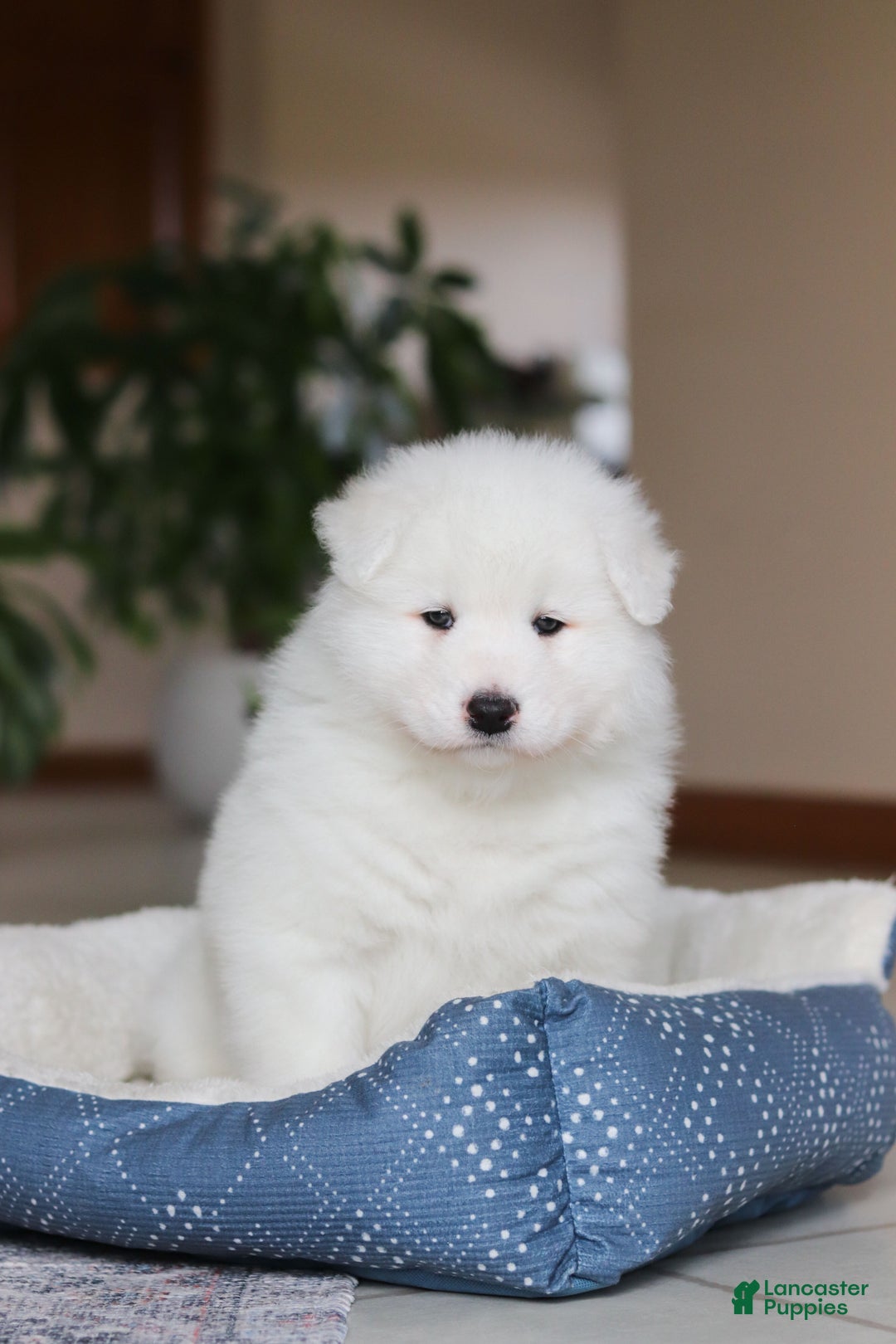Samoyed dogs for sale: Hank - Ad 11