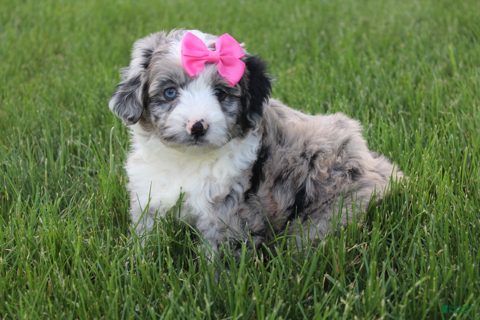 Mini Aussiedoodle dogs for sale: Jenna 🎀 - Ad 3