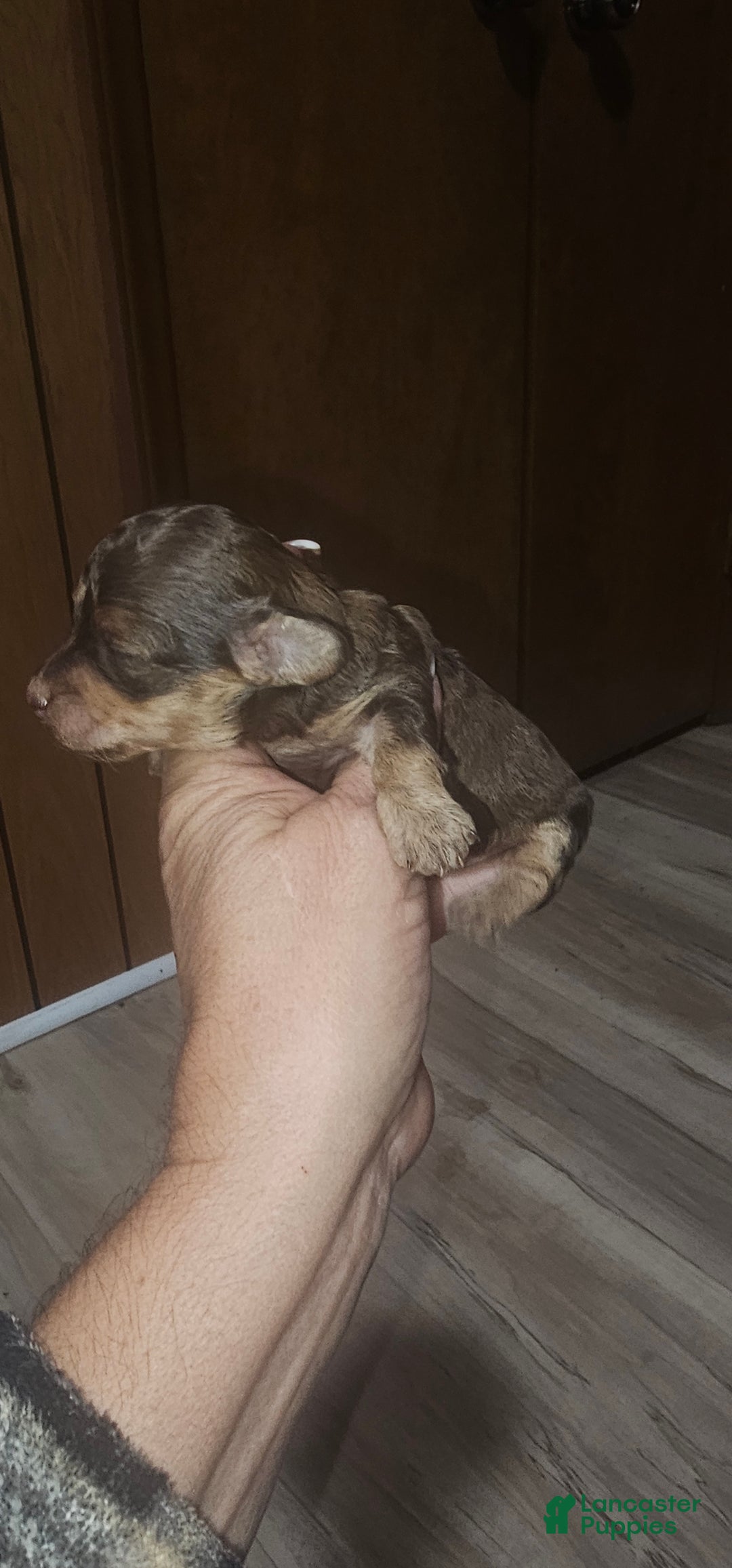 Toy Poodle dogs for sale: Kinzy's boy - Ad 3