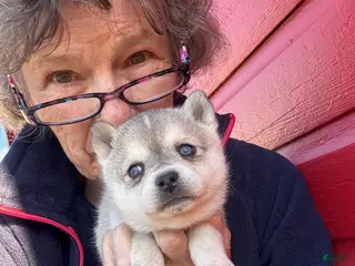 Alaskan Klee Kai dogs Alaskan Klee Kai Puppy 2 - Ad 10