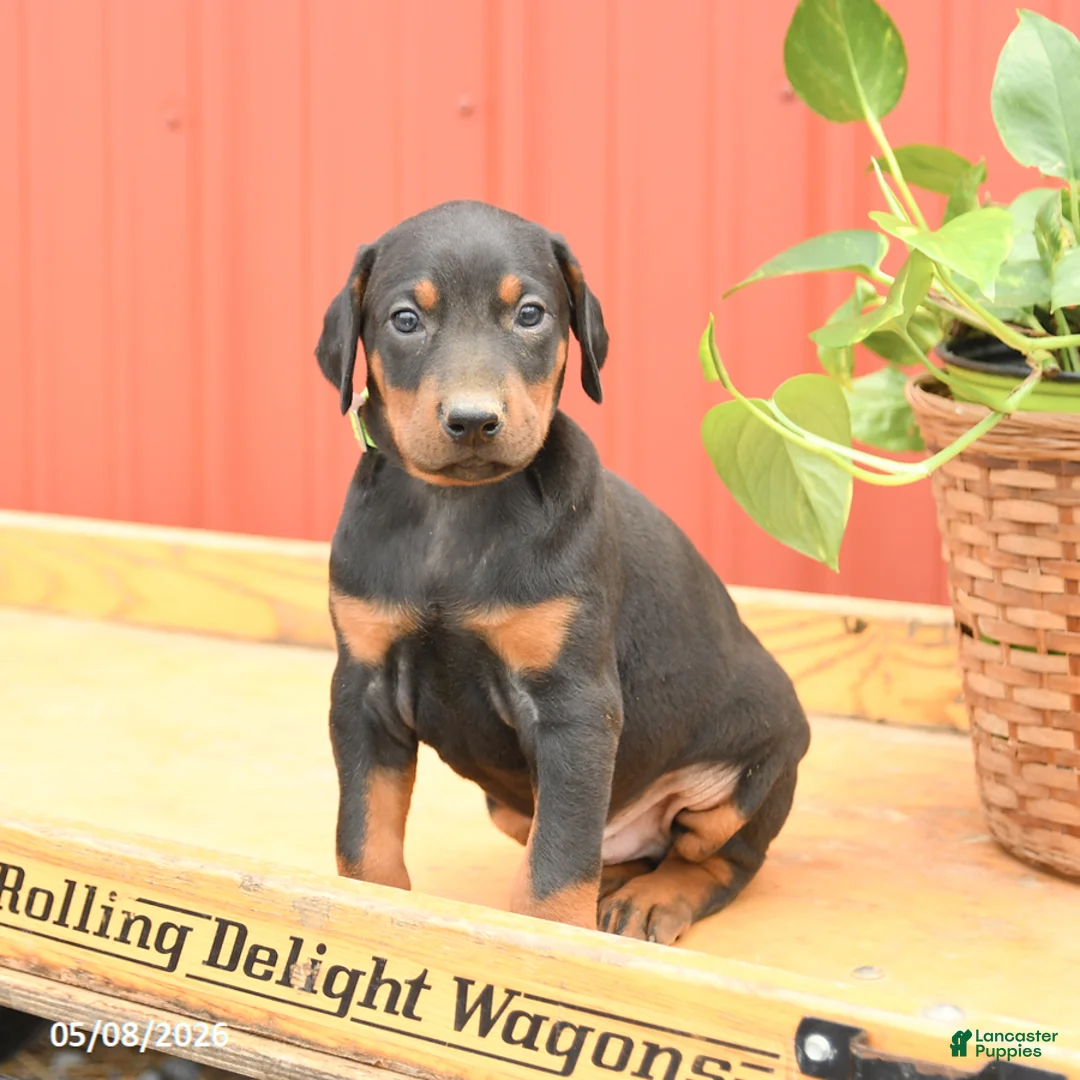 Doberman Pinscher dogs for sale: Williams - Ad 1