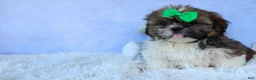Shih Tzu dogs for sale: RUSTY - Ad 11