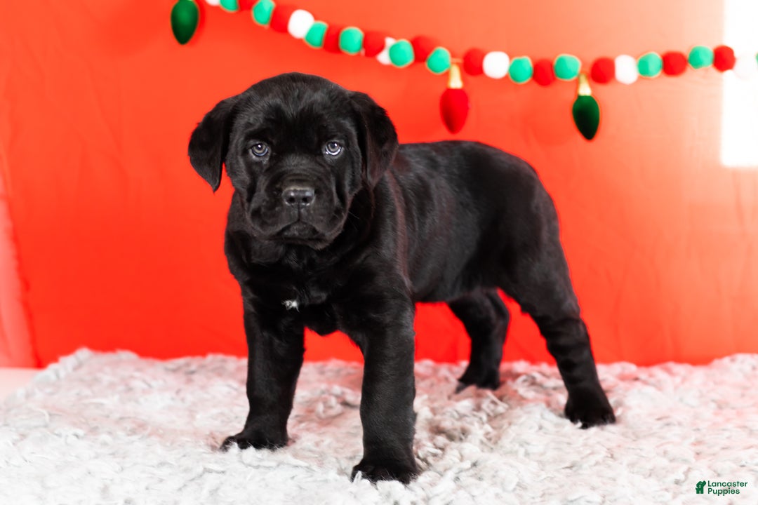 Cane Corso dogs for sale: Bonnie - Ad 1