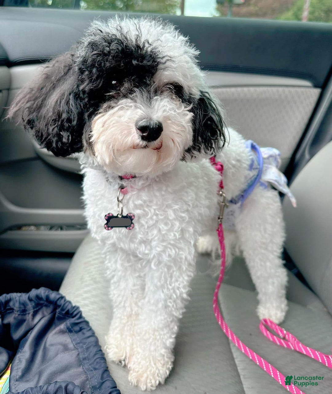 Miniature Poodle dogs for sale: Fallon - Ad 2