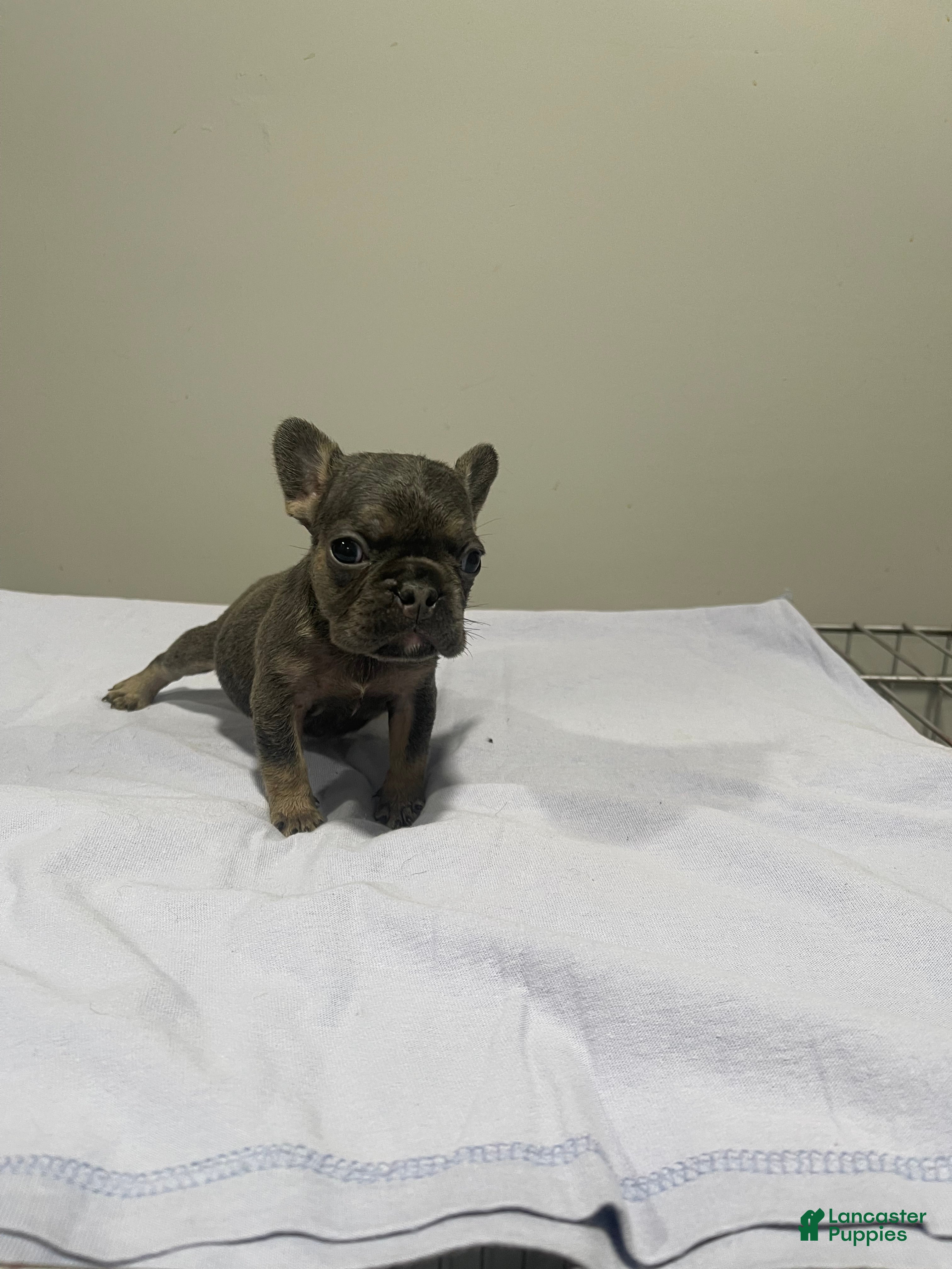 French Bulldog dogs French Bulldog Puppy 2 - Ad 5
