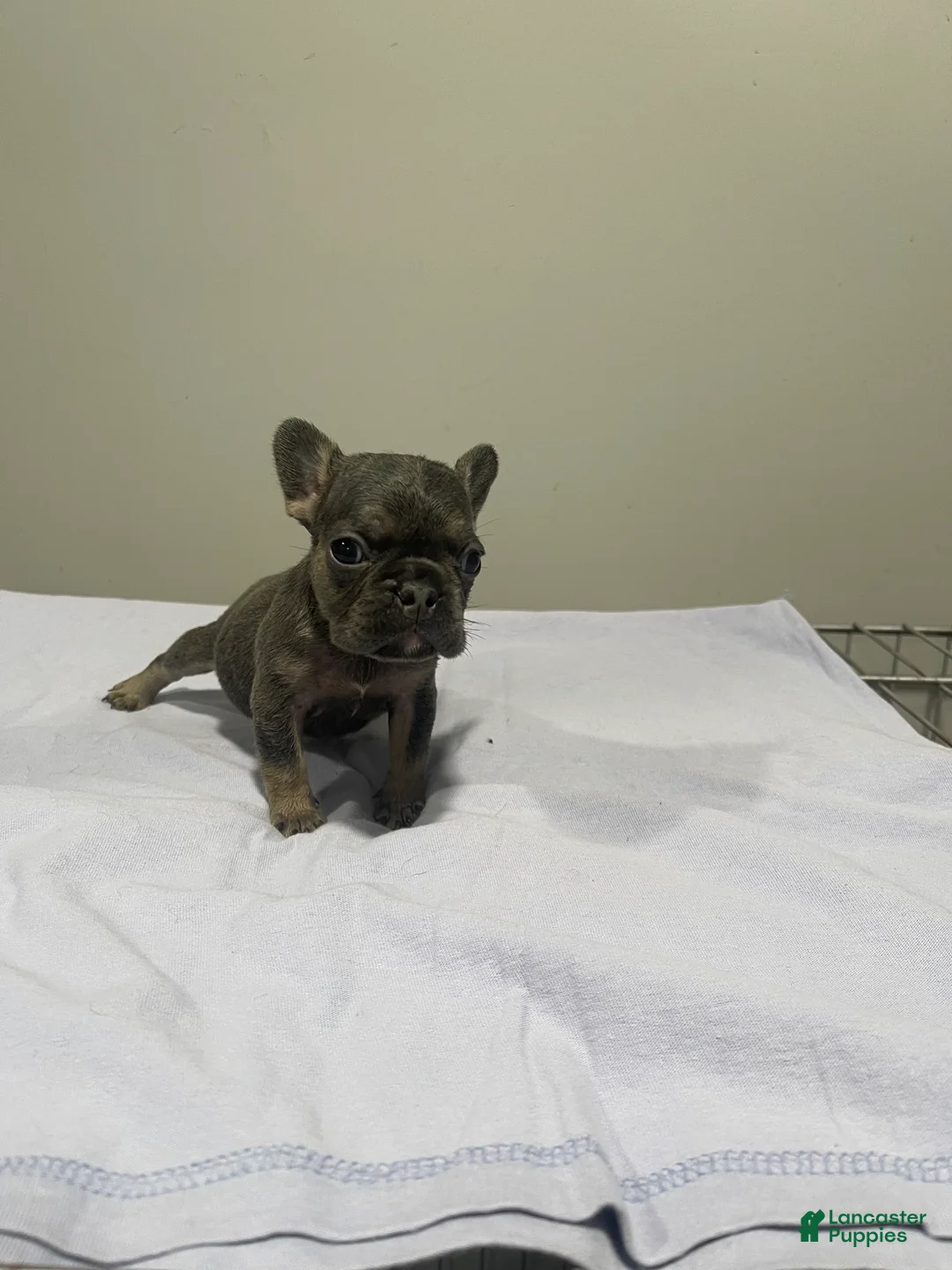 French Bulldog dogs for sale: French Bulldog Puppy 2 - Ad 1