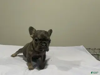 French Bulldog dogs French Bulldog Puppy 2 - Ad 5