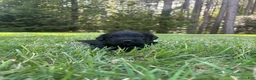 Goldendoodle dogs for sale: Coal - Ad 4