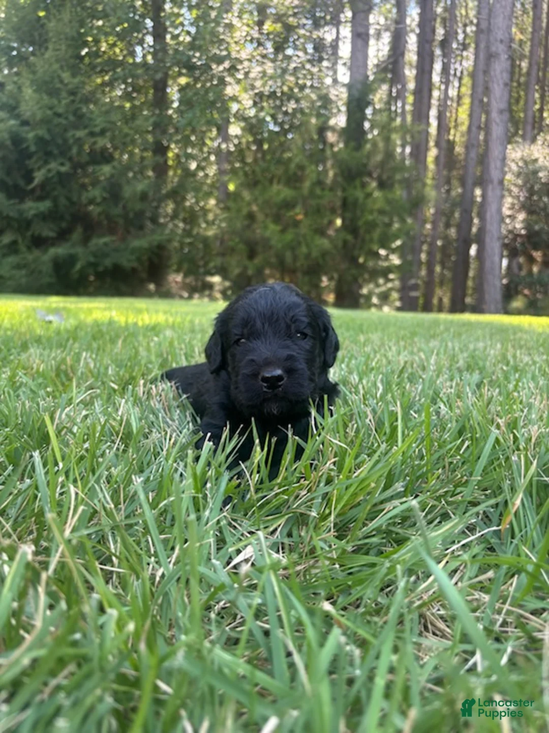 Goldendoodle dogs for sale: Coal - Ad 4