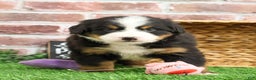 Bernese Mountain Dog dogs for sale: Ornament  - Ad 6