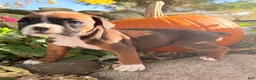 Boxer dogs for sale: Ziva Female AKC Boxer - Ad 17